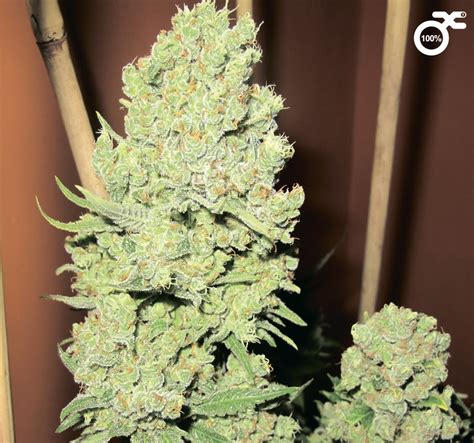 chanel 5 weed|Channel + Strain Info / Channel + Weed By Medical Seeds.